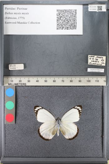 Media type: image;   Entomology 139995